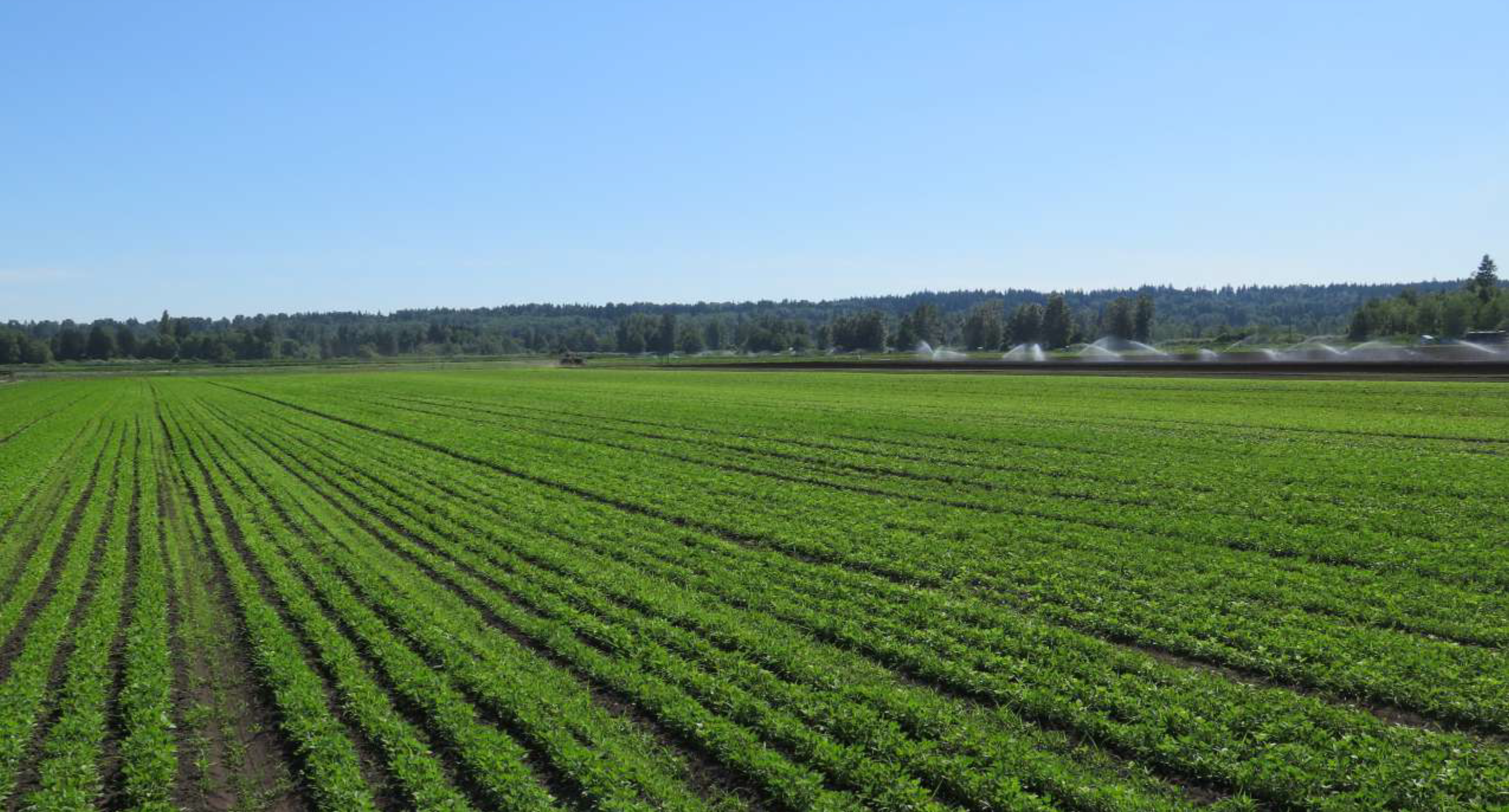 evergreenherbs-field-main